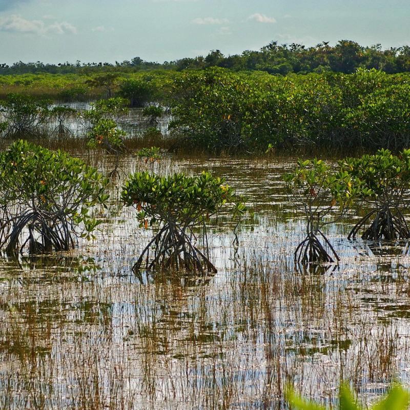 Importance Of Water Conservation 