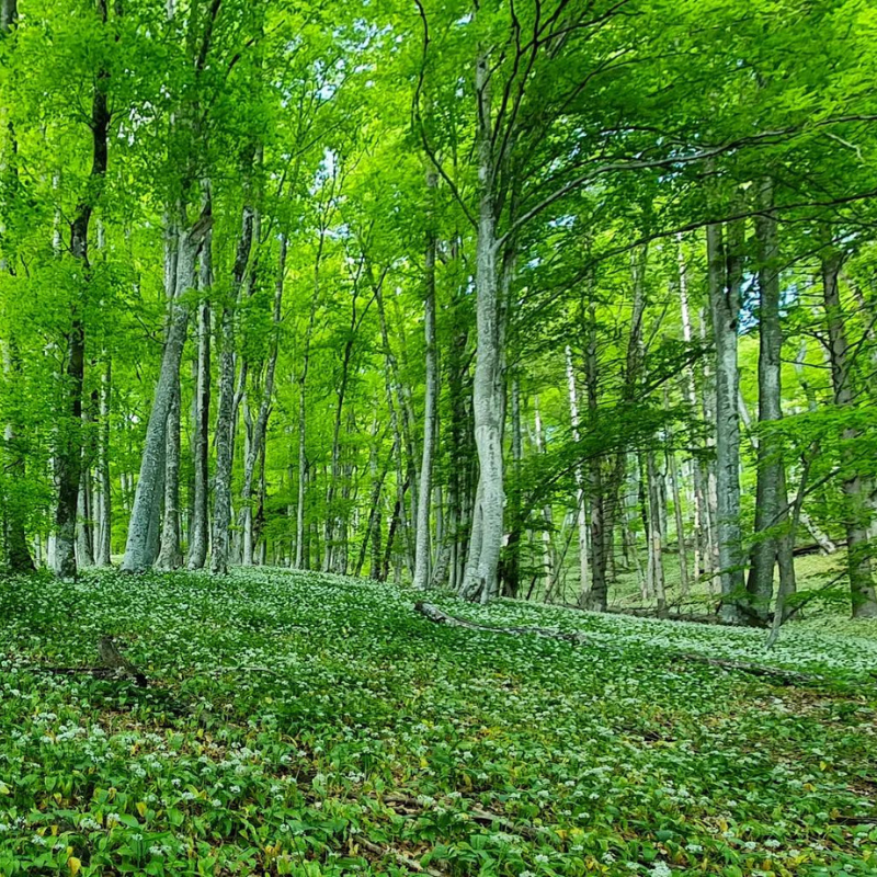 Carbon offset programs