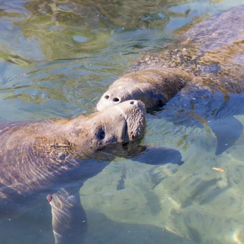 Conservation Efforts in Miami