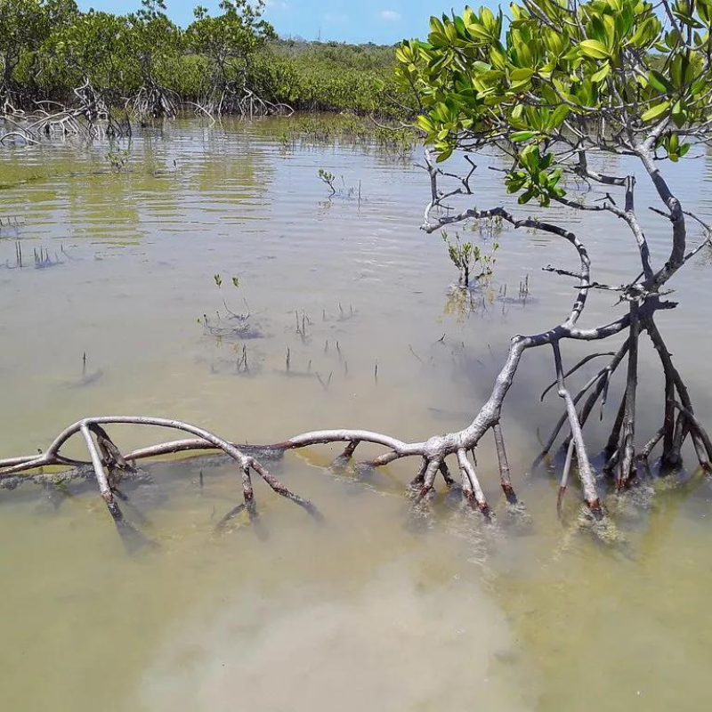 Conservation Efforts in Miami
