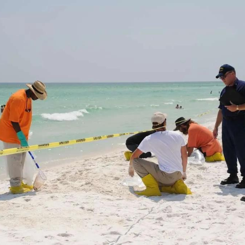 Conservation Efforts in Miami
