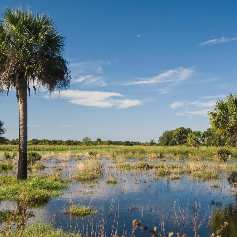 Everglades Restoration