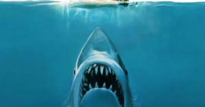 Shark Attack Spree in Florida