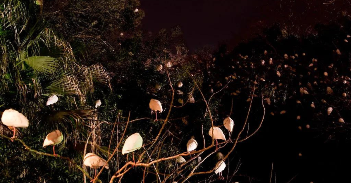 florida nocturnal birds