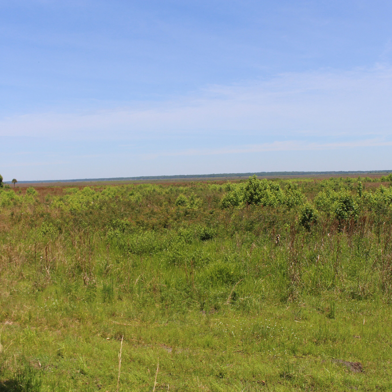 Paynes Prairie