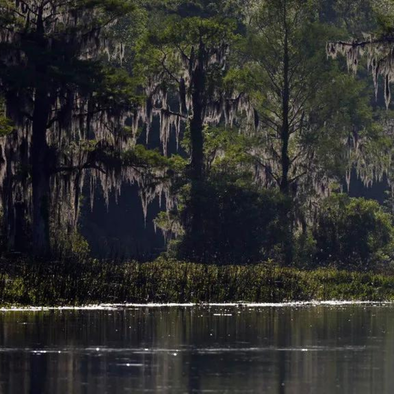 florida nocturnal birds