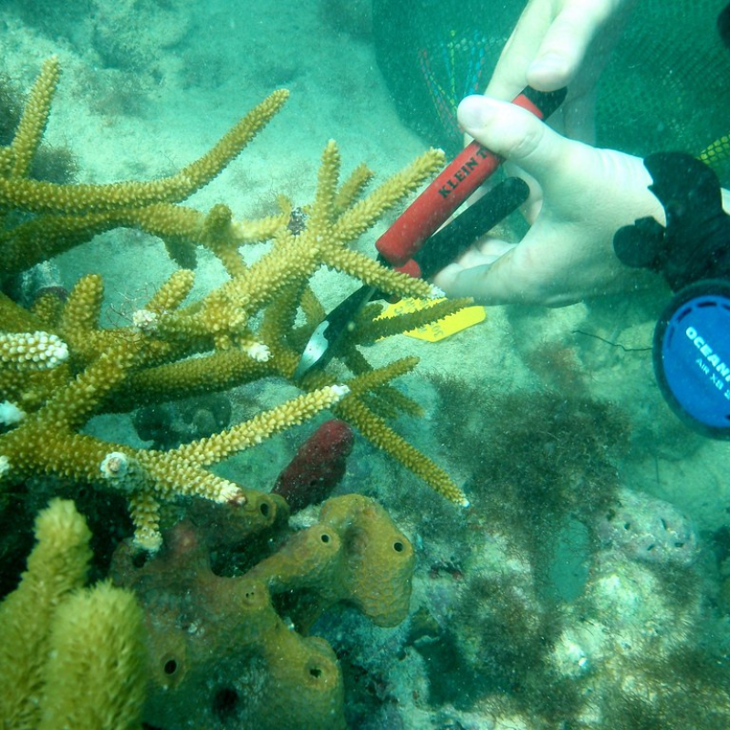 coral reefs conservation