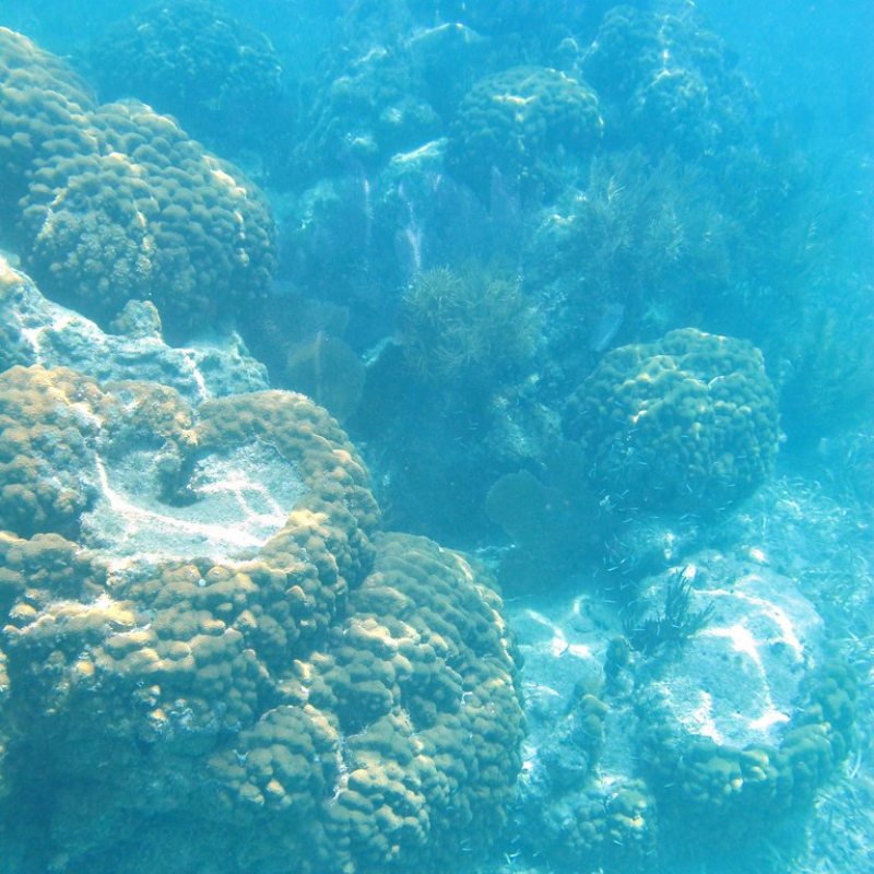 coral reefs conservation