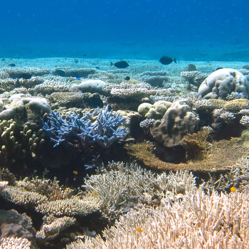 coral reefs conservation 