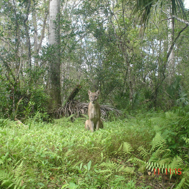 florida nocturnal birds