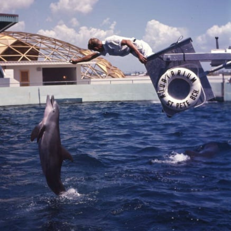 Dolphin Watching In Florida