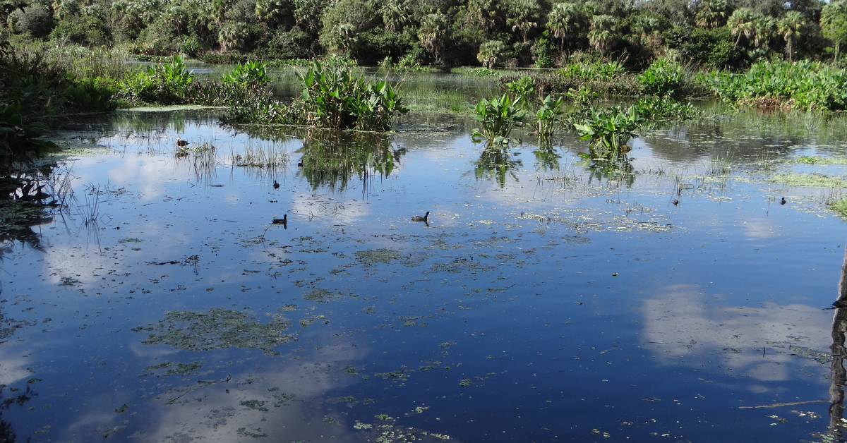 Why Conservation of Florida Wetlands Matters
