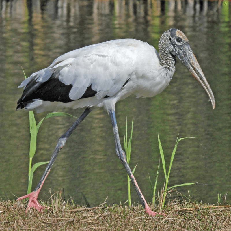 Wood Stork
